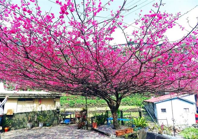 雾台樱花王盛开景象，以后恐怕很难看到。（本报资料照片）
