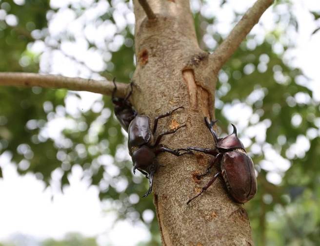 有網友發現給甲蟲吃的果凍少了六顆，讓她急得詢問家人，沒想到是被爸爸吃掉的。（示意圖／觀光局提供)