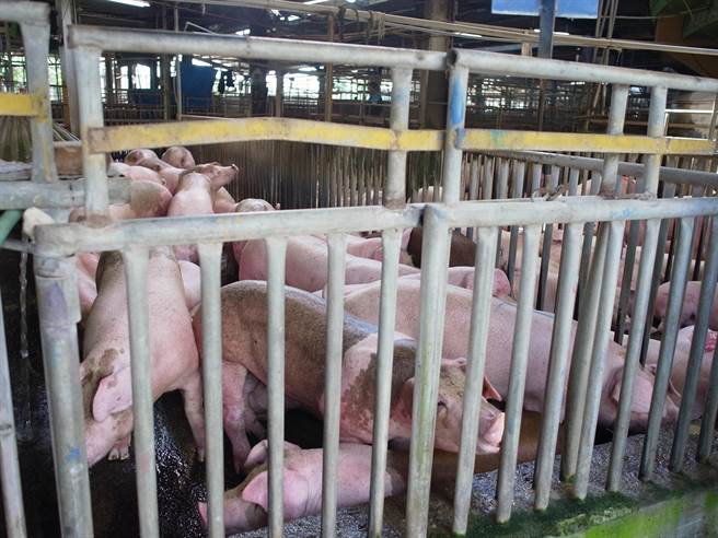 各县市中秋烤肉喊卡，云林县肉品市场猪价回稳。（张朝欣摄）