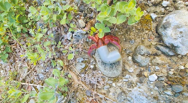 台东杨姓民眾在绿岛乡发现1只以废弃水管为家的短腕陆寄居蟹。（民眾提供／蔡旻妤台东传真）