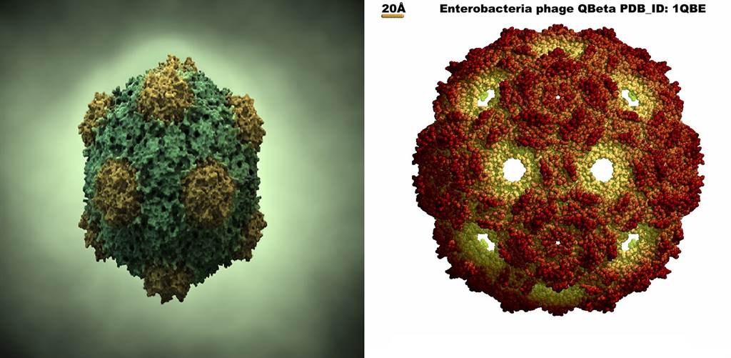 左为豇豆花叶病毒，右为Qbeta噬菌体，奈米学家要以它们来做新的疫苗。图/华盛顿大学病毒百科(photo:ChinaTimes)