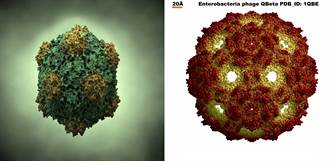 加州大學研發常溫新冠疫苗 改造自植物病毒
