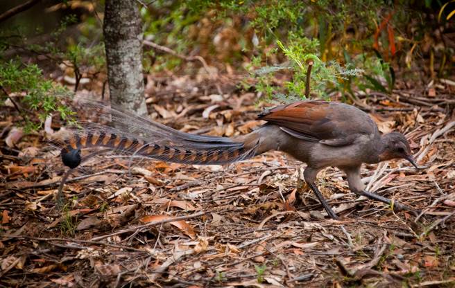 塔龙加动物园内一只7岁大雄琴鸟，竟模仿出婴儿凄厉的哭声，让不少人直呼不可思议。(示意图/达志影像)