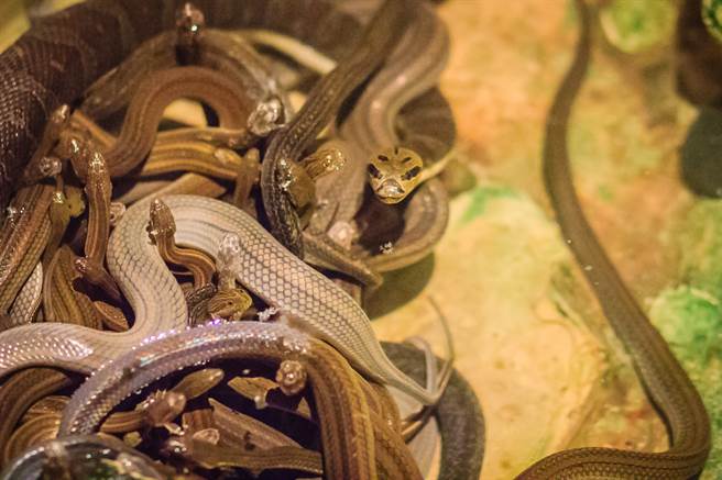 屋主網購了一盆富貴竹，近日發現盆栽裡竟冒出幾10條小蛇。(示意圖/達志影像)