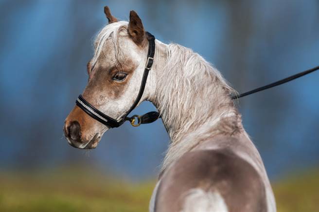 民眾深夜在台北市的巷弄内撞见一匹马，突如其来的景象让她十分错愕。（示意图／达志影像）