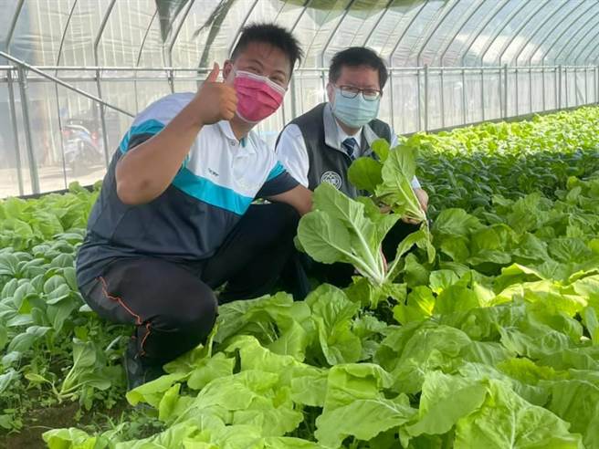 桃園市長鄭文燦（右）視察龍潭青農劉威佑（左）經營的鮮一農場體驗鮮摘蔬菜。（呂筱蟬攝）