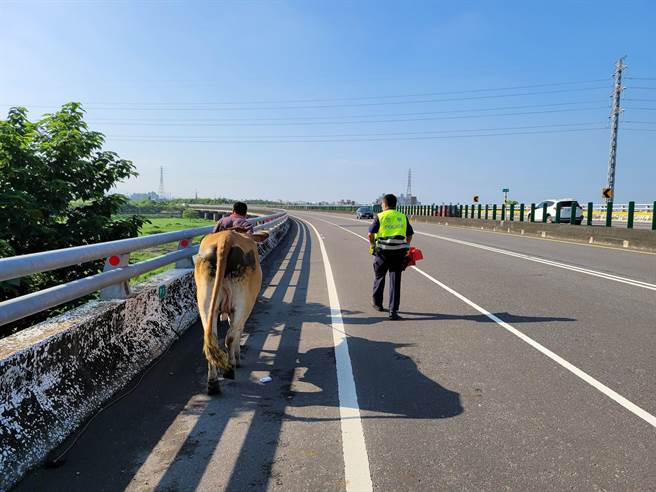 原本養在河堤的牛隻，不知何故走上潮州大橋，警方獲報緊急協助牛隻「下橋」，幸未發生交通意外。（圖／潮州分局提供）