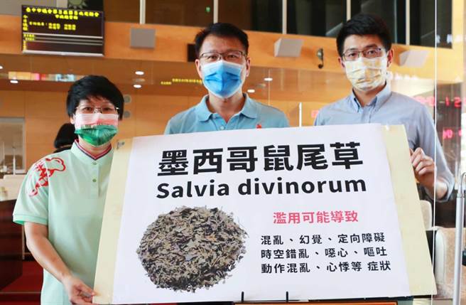 市议员黄守达、王立任、张玉嬿(由右至左) 指出，「墨西哥鼠尾草」致幻效果强，不少年轻朋友在使用，稍有不慎恐有滥用疑虑。（陈世宗摄）