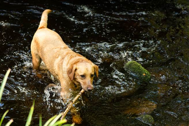 泰国一名主人发现爱犬落水，赶紧跳入河救援，没想到自己也被冲走而丧命。(示意图/达志影像)