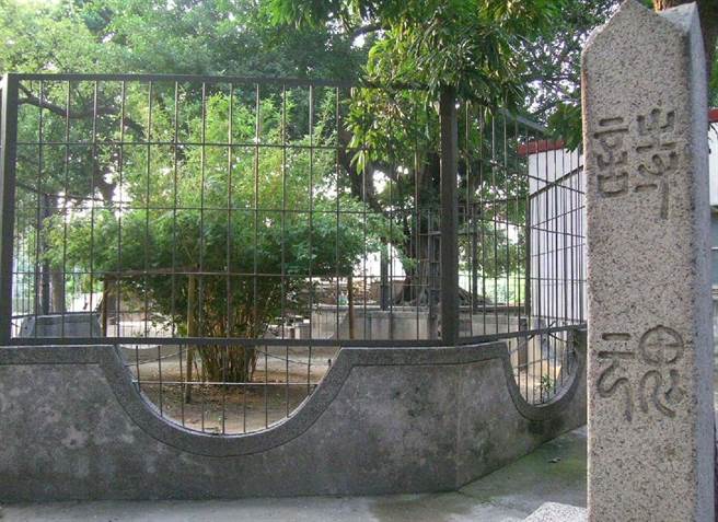 開元寺後的「七絃竹」，相傳是鄭經之母董太夫人所手植。（詹伯望攝）