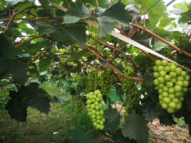 饒陽縣葡萄園區(圖/工商時報提供)