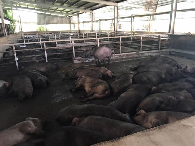桃园有12万头猪，其中9万头是黑猪，饲养黑猪考量成本都是使用厨余养猪。（桃园市政府提供／陈梦茹桃园传真）