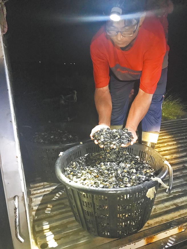 台南市七股区养殖业者半夜抢收文蛤，无奈大半都是空壳。（郭永庆提供／刘秀芬台南传真）