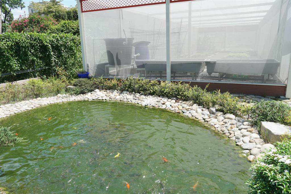 ▲魚菜共生池系統，簡單的說是開闢養魚水灌溉植物的生態系統，藉由魚類排出的廢水經硝化作用後由作物吸收，淨化水質後，再排至魚池循環使用。（黃國峰攝）
