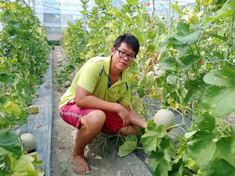 台中大安青農種哈密瓜每株留1瓜果 品質不輸日本網紋洋香瓜