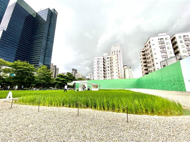 「聯聚方瑞大廈」基地位於七期市政路與惠來路角地，目前因尚未開工，開放基地為城市稻田，規畫貨櫃展覽，吸引民眾打卡拍照。（盧金足攝）