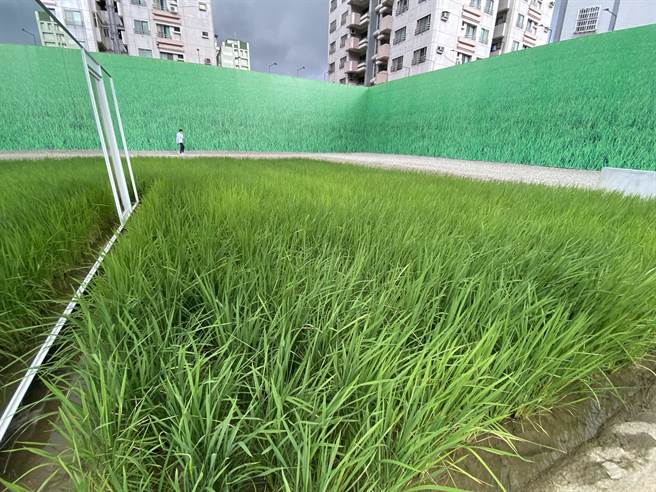 台中市七期精華地段，出現令人驚艷的綠色稻浪景觀。（盧金足攝）