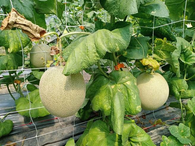 大安青农黄纪为返乡种植网纹洋香瓜， 每株仅留1颗瓜果，品质不输日本网式网纹洋香瓜。（大安区农会提供／陈淑娥台中传真）