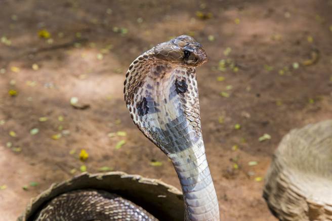 男子躺在寺庙的地板上睡觉，没想到意外与眼镜蛇共枕，吓得他赶紧跳开。(示意图/达志影像)