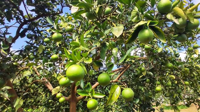 台东香丁无法提前採收，果农望天兴嘆。（民眾提供／蔡旻妤台东传真）