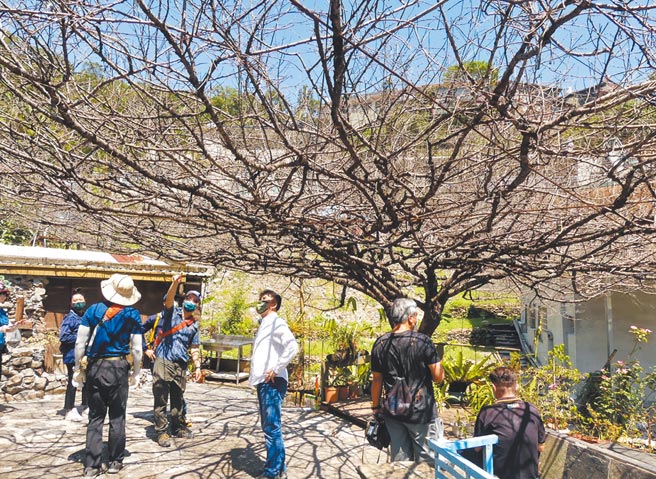 經過樹醫師診斷，霧台櫻花王從根部到樹幹都已乾枯，確定已死亡。（民眾提供／林和生屏東傳真）