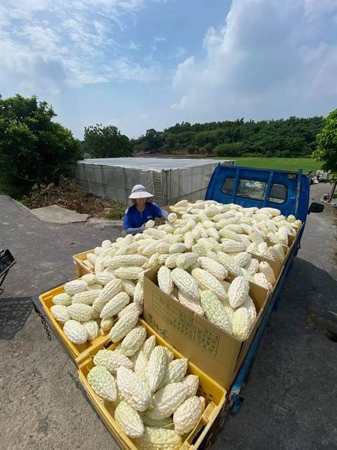 青农学员不畏辛苦返乡投入务农工作。（农业局提供／陈淑娥台中传真）