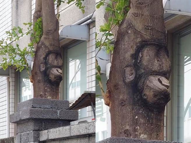 1名網友日前在路上發現1棵路樹的樹幹因為凹凸不平，竟出現貌似「猩猩的臉」在上頭，乍看之下就像1隻猩猩倒著，掛讓他笑說看了真的「猩跳加樹」。（翻攝自臉書「路上觀察學院」）