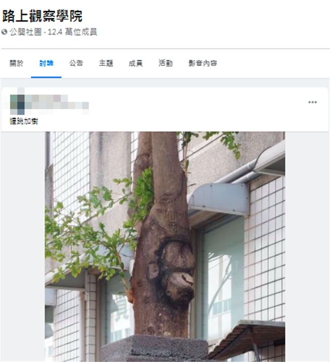 1名網友日前在路上發現1棵路樹的樹幹因為凹凸不平，竟出現貌似「猩猩的臉」在上頭，乍看之下就像1隻猩猩倒著，掛讓他笑說看了真的「猩跳加樹」。（翻攝自臉書「路上觀察學院」）