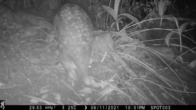 嘉義林管處於玉井林班地以紅外線照相機監測，拍攝到穿山甲活動情形。（嘉義林管處提供／劉秀芬台南傳真）