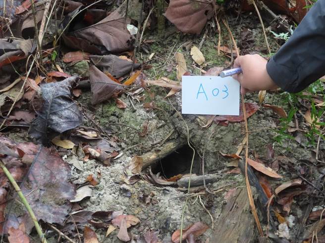 林管處在原預計疏伐的區域內發現每公頃林地有高達40個以上穿山甲洞穴分布。（嘉義林管處提供／劉秀芬台南傳真）