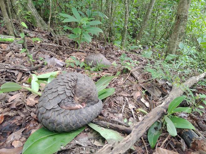 穿山甲對棲地有高度忠誠性，棲地維護對穿山甲保育是相當重要的工作之一。（嘉義林管處提供／劉秀芬台南傳真）