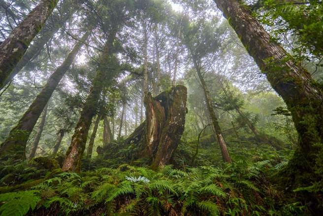 太平山有著台灣最容易親近的檜木原始林步道。(圖/行遍天下)

