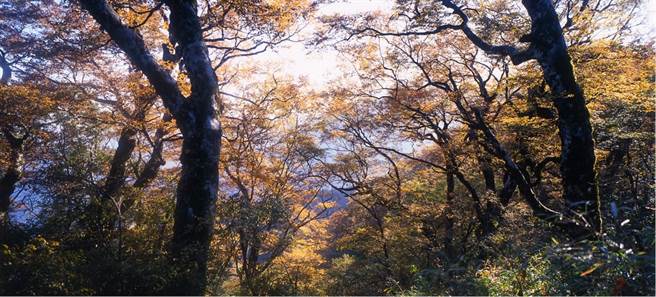 台灣山毛櫸步道往返需3小時，末段可欣賞達1,100公頃、台灣最大面積的山毛櫸原始林，秋天金葉閃耀、冬季枯枝蕭瑟，景色絕美。（圖片提供/羅東林管處）