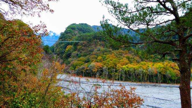 森林達人廖慶森建議大家來奧萬大國家森林遊樂區不要只是為了賞楓，更要欣賞大地調色盤的色彩之美。（圖／奧萬大國家森林遊樂區提供）
