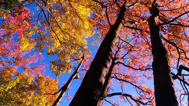 奧萬大內的賞楓平台的楓香是每年最早變色，但目前因2008年風災遭土石入侵後，目前暫無開放，可由賞鳥平台和奧萬大吊橋處俯瞰。（圖／奧萬大國家森林遊樂區提供）
