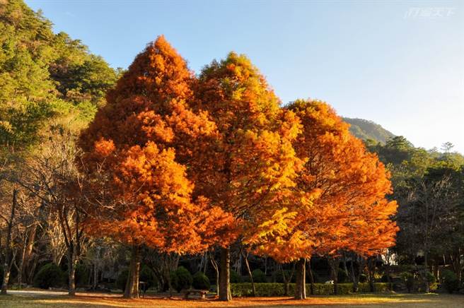 位於綠野山莊前的三棵碩大落羽松入秋時會逐漸轉為燦爛火紅，周邊有大片寬廣草皮，如此美景讓奧萬大秋冬充滿北國風情。（圖／奧萬大國家森林遊樂區提供）
