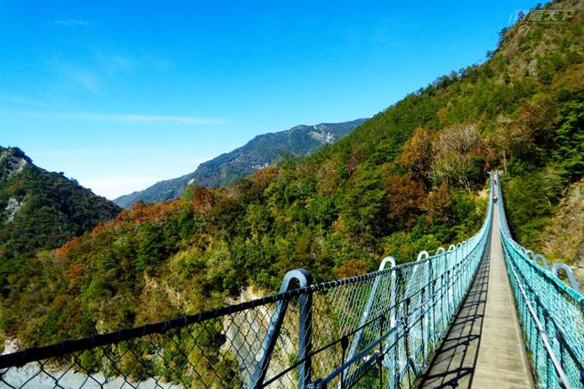 前往松林區唯一途徑的奧萬大吊橋，長180、高90公尺，置身其中可眺望萬大南北溪交匯、兩岸溪谷、岩壁景色，以及鳥瞰楓林區。（圖／奧萬大國家森林遊樂區提供）
