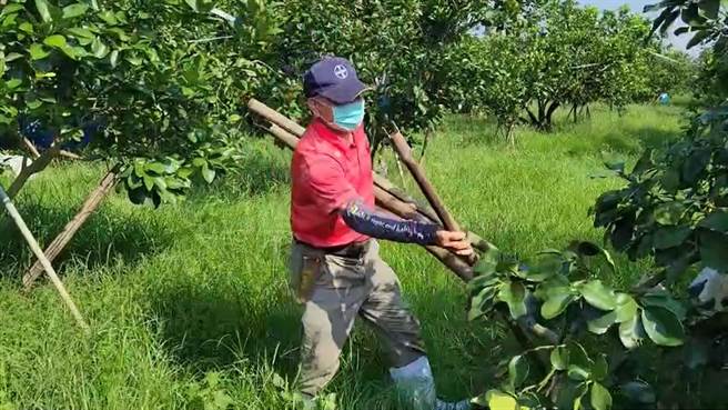 台南麻豆柚農幫白柚樹加強枝條支撐。（讀者提供／劉秀芬台南傳真）