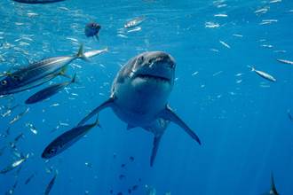 義大利海軍驚見「豬臉鯊魚」竟是珍貴海怪