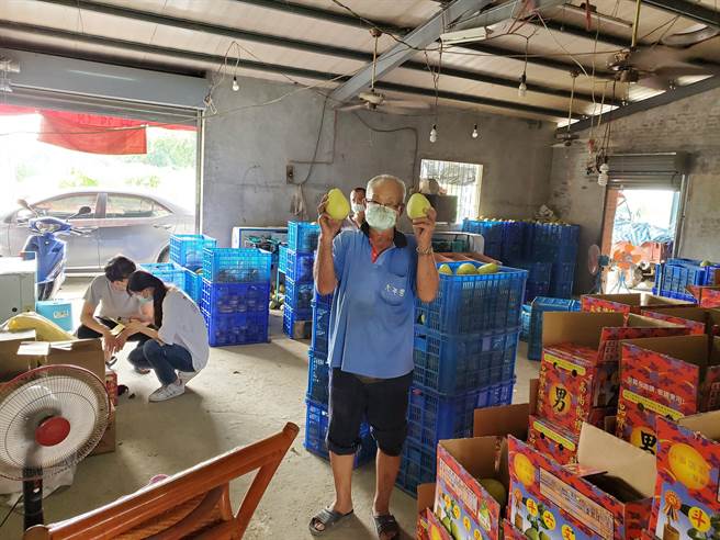 中秋節連假下周就到了，歷年快速完銷的斗六文旦也受疫情及經濟景氣低迷衝擊，種柚50年的80歲老農劉招男（右一）心裡著急但假裝堅強。（周麗蘭攝）