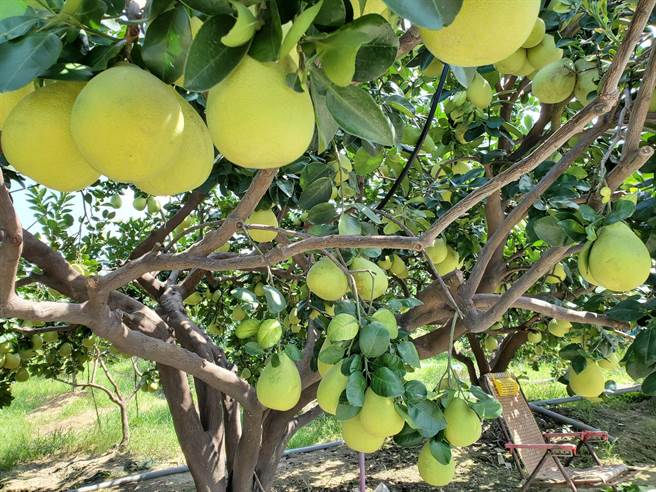 劉招男經常在文旦園乘涼，樹下還放著他的涼椅，文旦園位於斗六市嘉東北路26之8號。（周麗蘭攝）