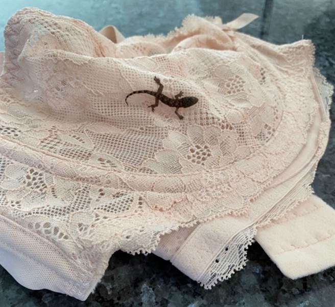 一只壁虎藏身在女子的胸罩里，跟着她一路搭机，完成约6500公里的航程。（图片翻摄自推特/RSPCA Frontline）