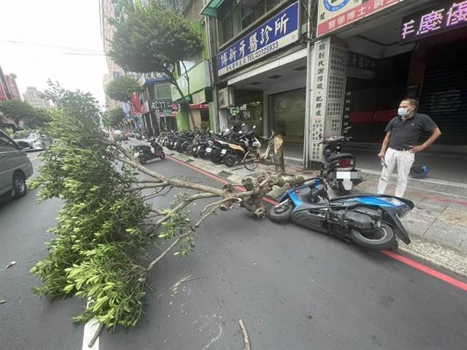 強烈颱風璨樹來襲，新北市永和區中正路360號前今（11日）下午2時許傳出路樹倒塌意外，造成一輛機車輕微損傷。（翻攝）