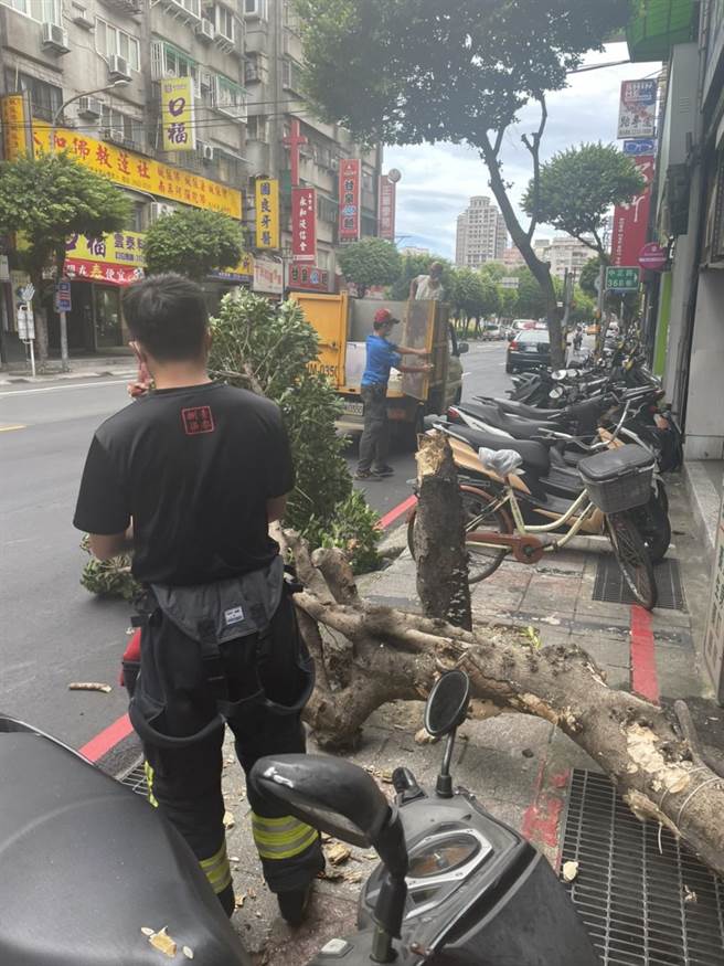 強烈颱風璨樹來襲，新北市永和區中正路360號前今（11日）下午2時許傳出路樹倒塌意外，造成一輛機車輕微損傷。（翻攝）