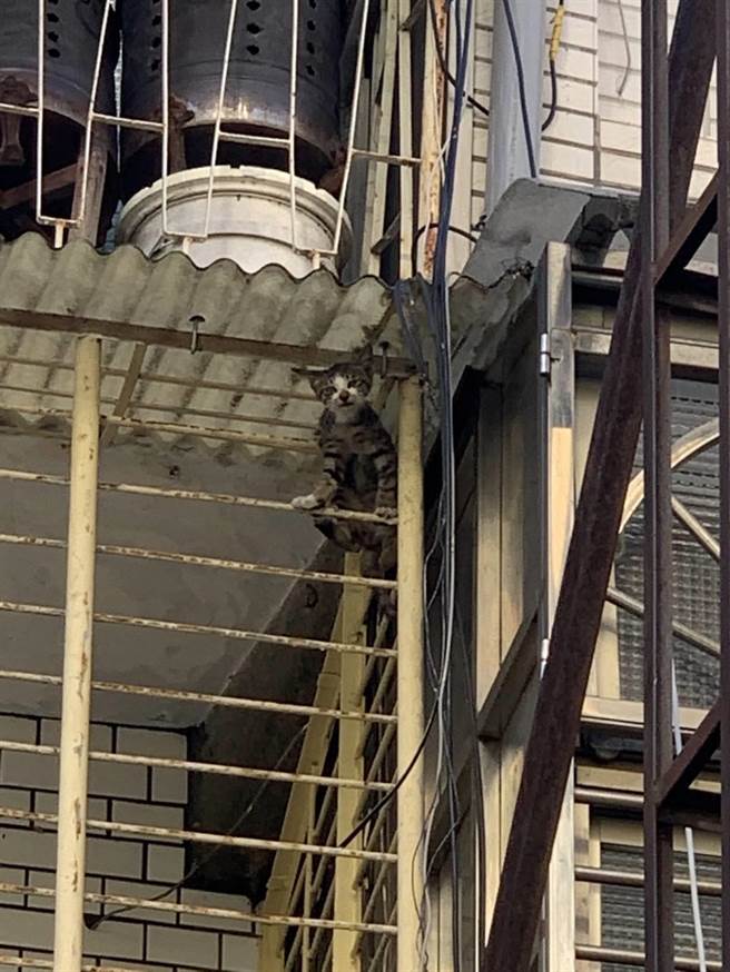 警方循声寻找，发现是一只幼猫卡在铁窗。(翻摄照片／林郁平台北传真）