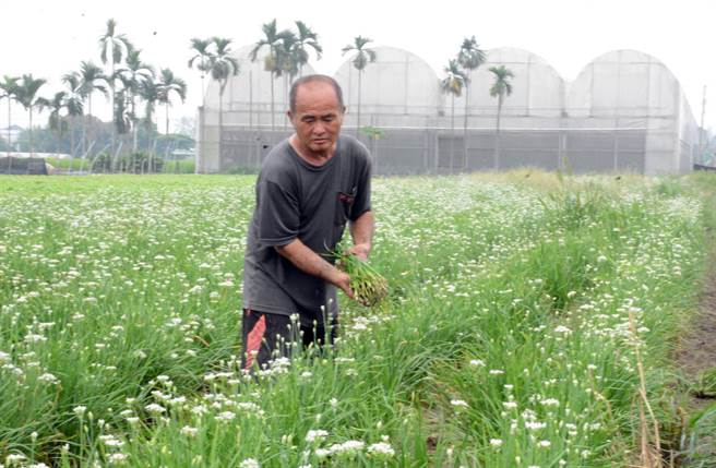 农民趁风雨来袭前，抢收韭菜，盼将损失降至最低。（林和生摄）