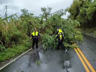 中颱璨樹來襲 花蓮多處路樹倒塌、逾2400戶停電