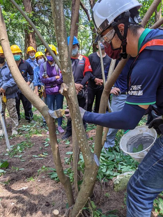 台南市政府工務局4年培訓383位合格樹木修剪人員。（台南市工務局提供／曹婷婷台南傳真）