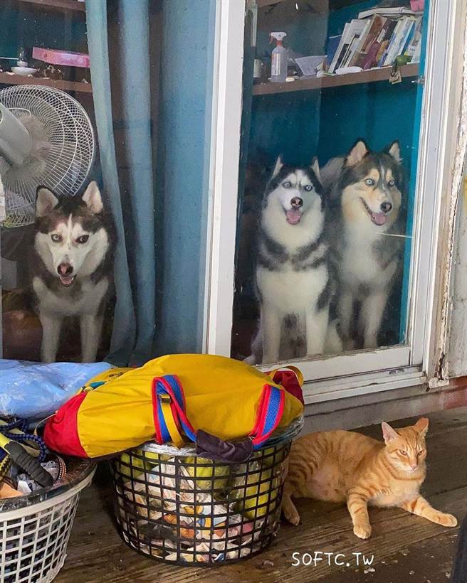 IG@foodie_softc（圖／ReadyGo提供）