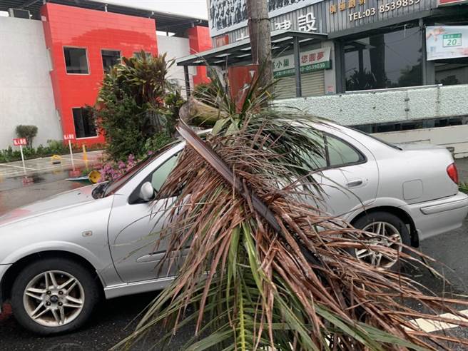 璨树颱风来势汹汹，东部首当其衝，花莲昨深夜至今晨陆续出现间歇性大雨，民眾停在路旁的车辆，不慎被因风势剧烈被吹倒路树压到，幸无人员伤亡。（罗亦晽摄）